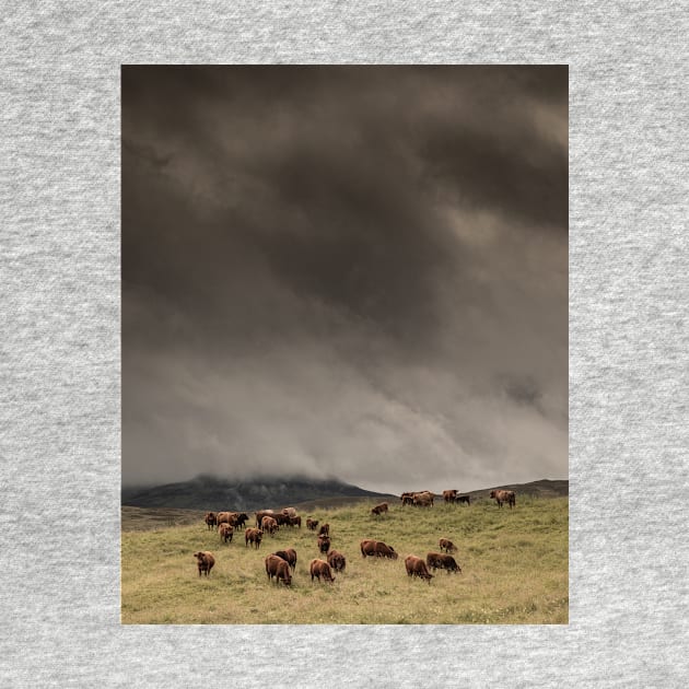 'The Coos, The Clouds and The Clegs', Monzie, Blair Atholl, near Pitlochry. by mucklepawprint